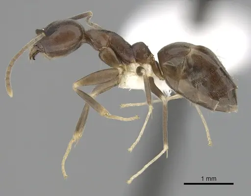 Technomyrmex obscurior specimen