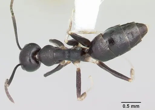 Technomyrmex parandrei specimen