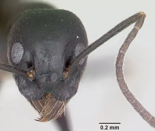 Technomyrmex parandrei specimen