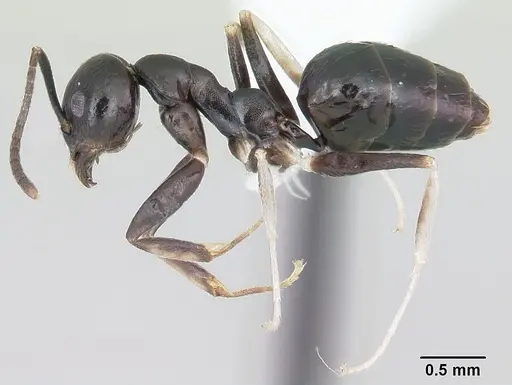 Technomyrmex parandrei specimen