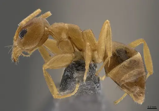 Technomyrmex parandrei - CASENT0424014