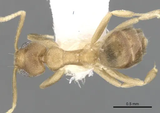 Technomyrmex parviflavus specimen