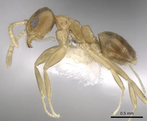 Technomyrmex parviflavus specimen