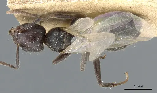 Technomyrmex pilipes specimen