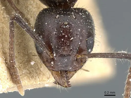 Technomyrmex pilipes specimen