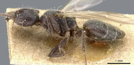 Technomyrmex pilipes specimen