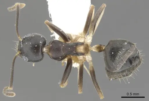 Technomyrmex pluto specimen