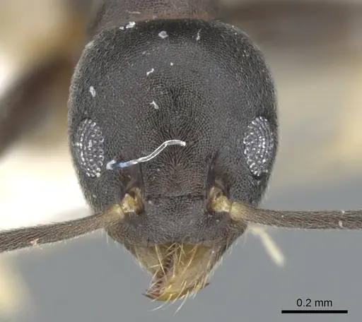 Technomyrmex pluto specimen