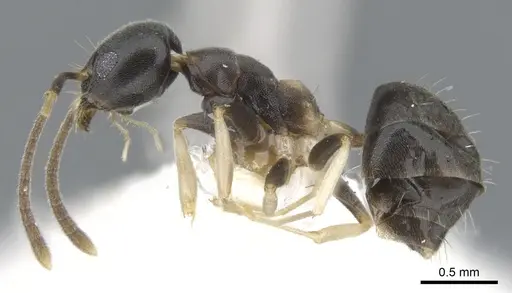 Technomyrmex pluto specimen