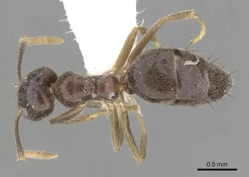 Technomyrmex pratensis specimen