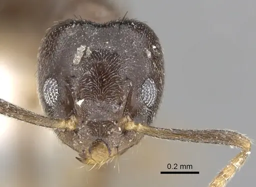 Technomyrmex pratensis specimen