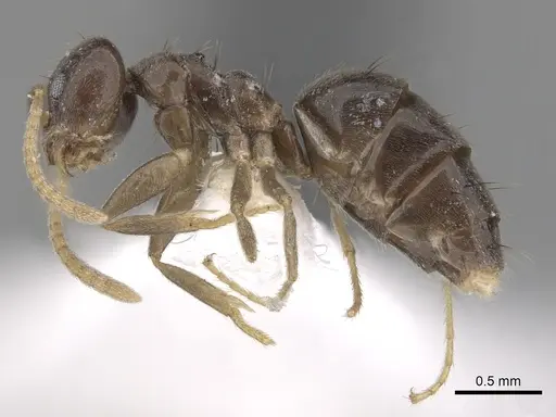 Technomyrmex pratensis specimen