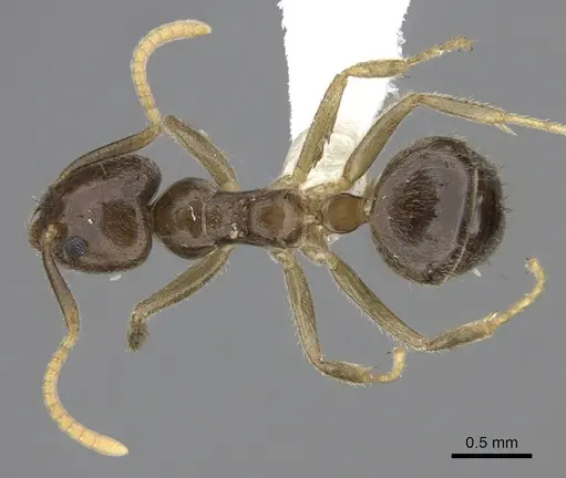 Technomyrmex pratensis - CASENT0616420