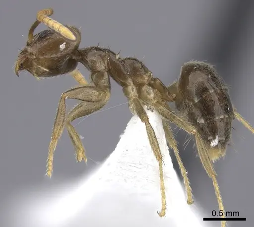 Technomyrmex pratensis - CASENT0616420