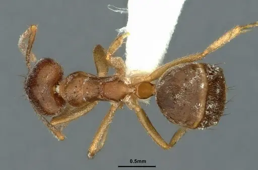 Technomyrmex pratensis - CASENT0886061