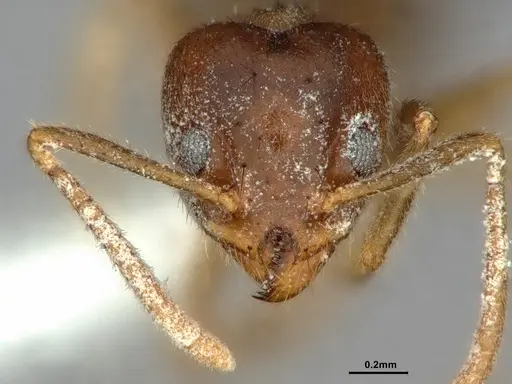 Technomyrmex pratensis - CASENT0886061