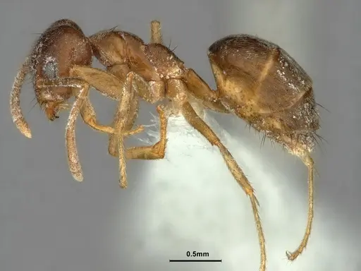 Technomyrmex pratensis - CASENT0886061