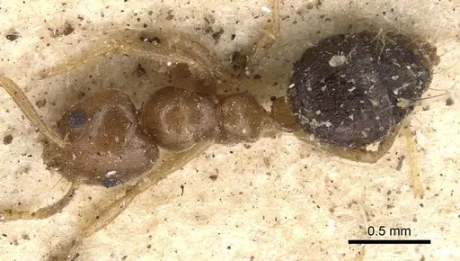 Technomyrmex pratensis - CASENT0901924