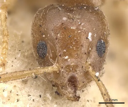 Technomyrmex pratensis - CASENT0901924