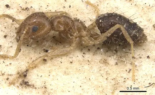 Technomyrmex pratensis - CASENT0901924