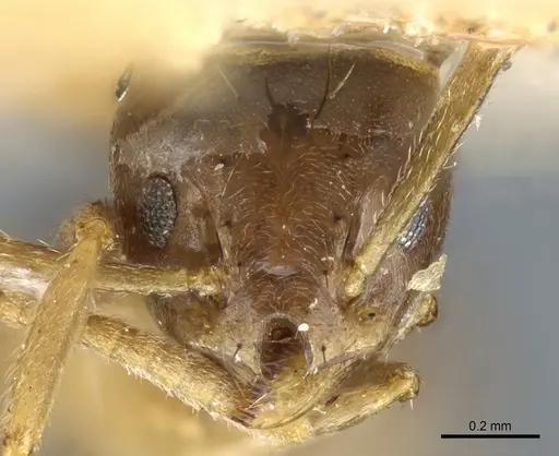 Technomyrmex pratensis - CASENT0904027