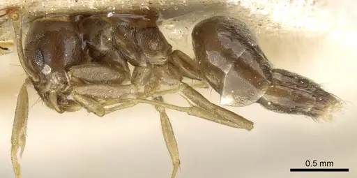 Technomyrmex pratensis - CASENT0904027