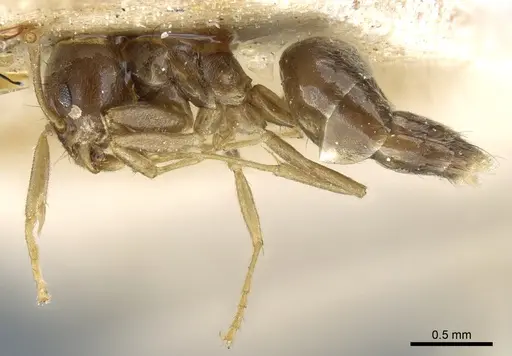 Technomyrmex pratensis - CASENT0904027