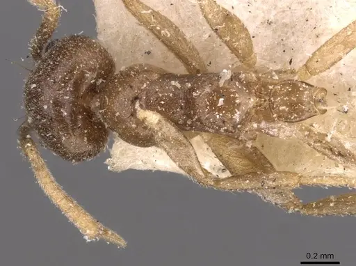 Technomyrmex pratensis - CASENT0907585