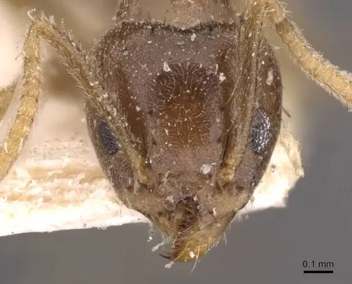 Technomyrmex pratensis - CASENT0907585