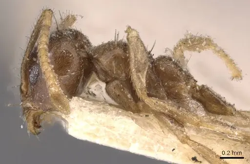 Technomyrmex pratensis - CASENT0907585