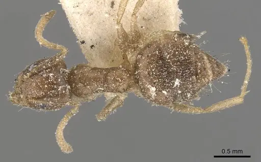 Technomyrmex pratensis - CASENT0909786