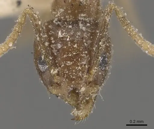 Technomyrmex pratensis - CASENT0909786