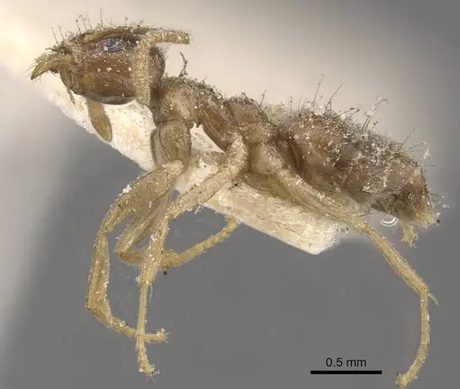 Technomyrmex pratensis - CASENT0909786