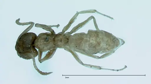 Technomyrmex pratensis - FOCOL0011