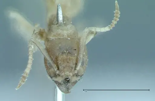 Technomyrmex pratensis - FOCOL0011