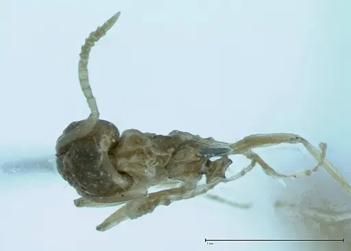 Technomyrmex pratensis - FOCOL0015