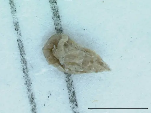 Technomyrmex pratensis - FOCOL0015