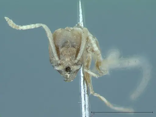 Technomyrmex pratensis - FOCOL0015