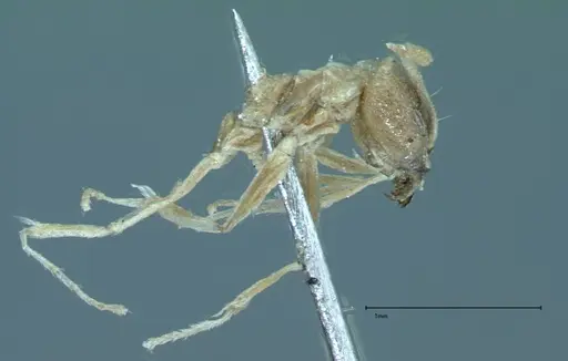 Technomyrmex pratensis - FOCOL0015