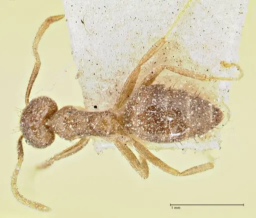 Technomyrmex pratensis - FOCOL2870