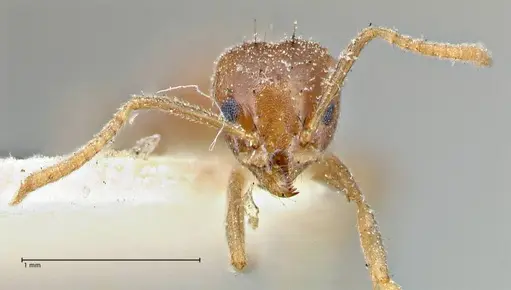 Technomyrmex pratensis - FOCOL2870