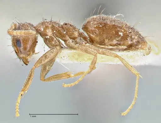 Technomyrmex pratensis - FOCOL2870