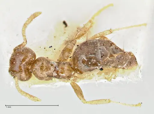 Technomyrmex pratensis - FOCOL2871