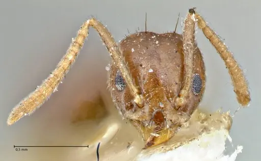 Technomyrmex pratensis - FOCOL2871