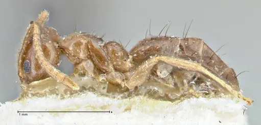 Technomyrmex pratensis - FOCOL2871