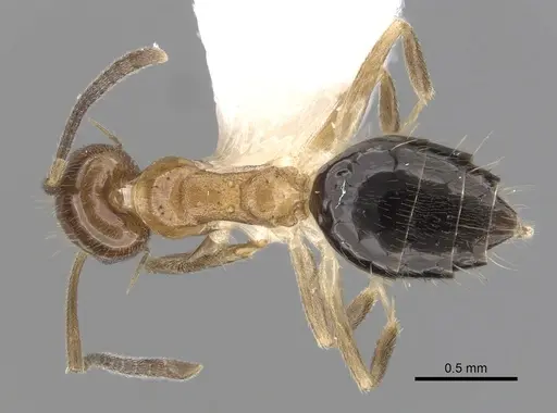 Technomyrmex quadricolor specimen