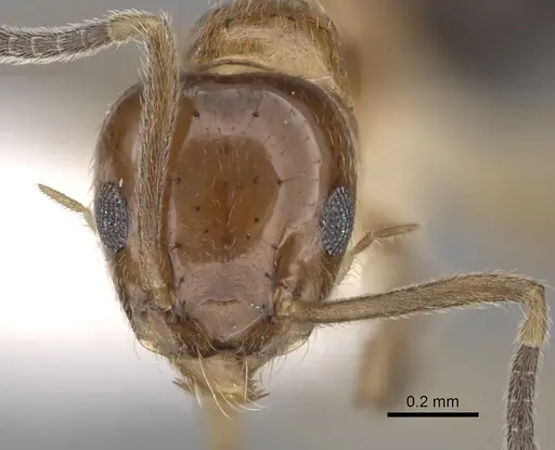 Technomyrmex quadricolor specimen