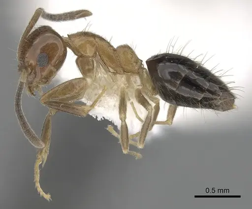 Technomyrmex quadricolor specimen