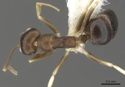 Technomyrmex rector specimen