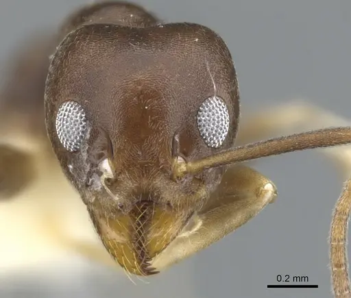 Technomyrmex rector specimen